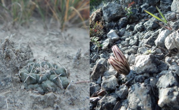 Кракен наркоторговля